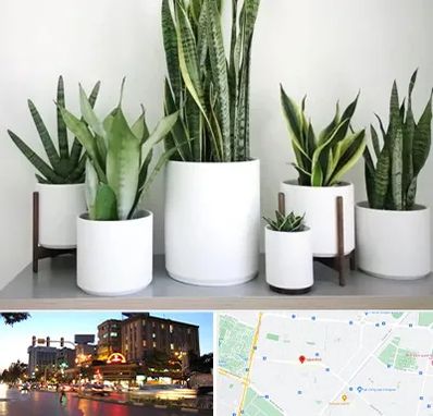 فروش گلدان در بلوار سجاد مشهد 