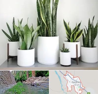 فروش گلدان در سراوان