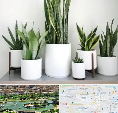 فروش گلدان در منطقه 9 تهران 