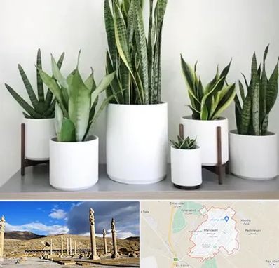 فروش گلدان در مرودشت