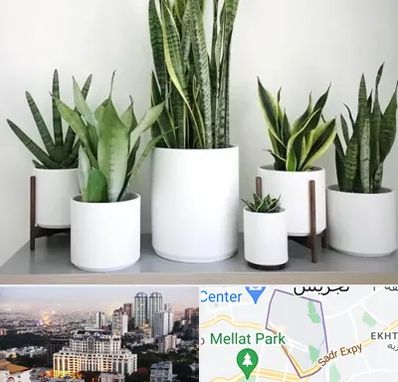 فروش گلدان در الهیه 