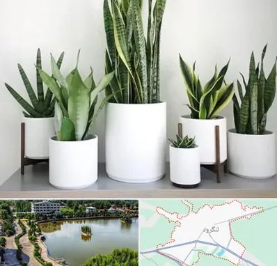 فروش گلدان در لنگرود