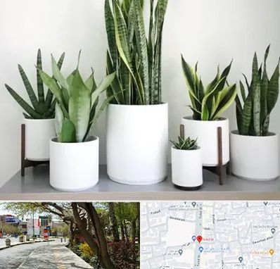 فروش گلدان در خیابان توحید اصفهان 