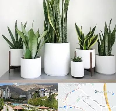 فروش گلدان در شهر زیبا 