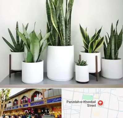 فروش گلدان در 15 خرداد