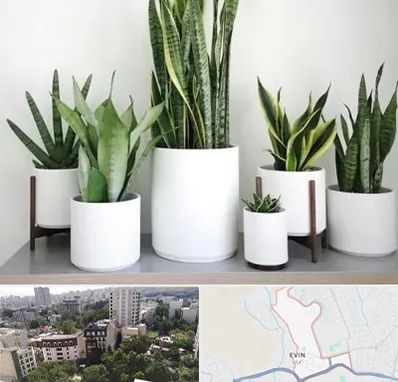 فروش گلدان در اوین