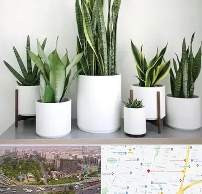 فروش گلدان در آیت الله کاشانی 