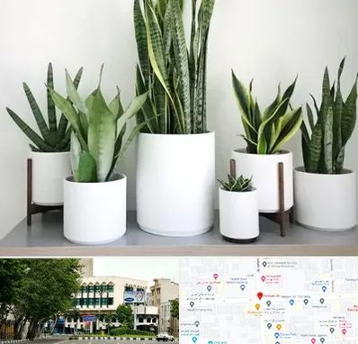 فروش گلدان در طالقانی 