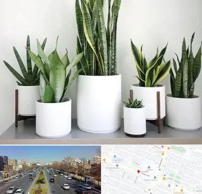 فروش گلدان در بلوار معلم مشهد 