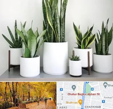 فروش گلدان در چهارباغ اصفهان 
