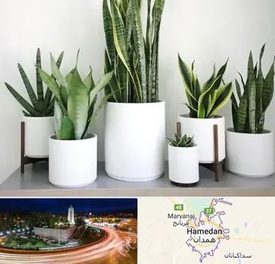 فروش گلدان در همدان