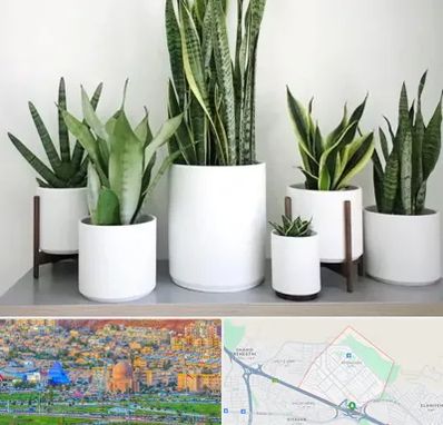 فروش گلدان در رشدیه تبریز