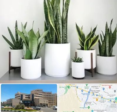 فروش گلدان در صیاد شیرازی مشهد 