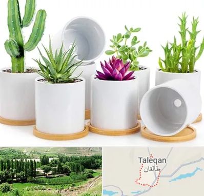 فروش گلدان سرامیکی در طالقان