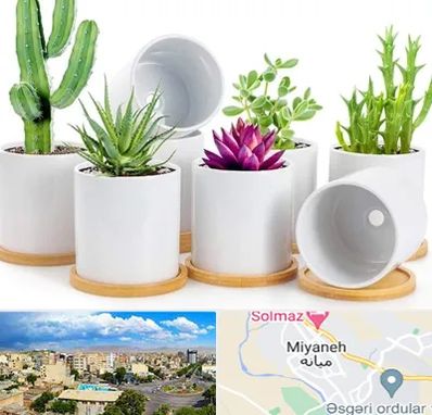 فروش گلدان سرامیکی در میانه