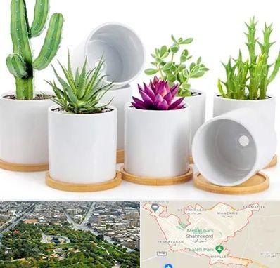 فروش گلدان سرامیکی در شهرکرد