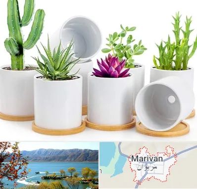 فروش گلدان سرامیکی در مریوان