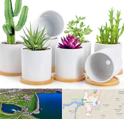 فروش گلدان سرامیکی در مهاباد