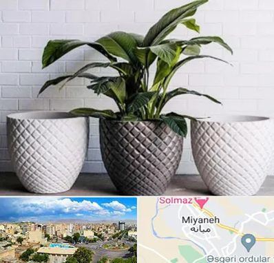 فروش گلدان پلاستیکی در میانه