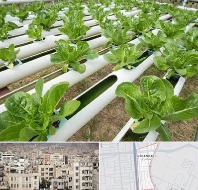 فروش تجهیزات هیدروپونیک در اسکندری