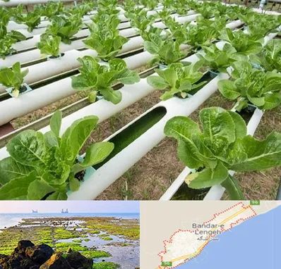 فروش تجهیزات هیدروپونیک در بندرلنگه