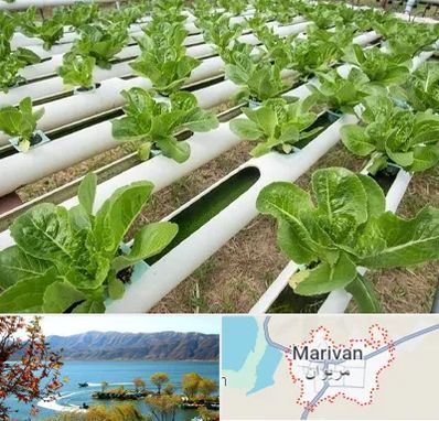 فروش تجهیزات هیدروپونیک در مریوان