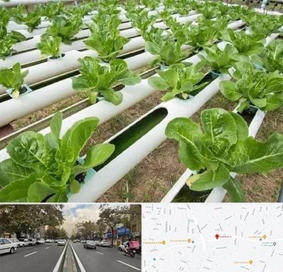 فروش تجهیزات هیدروپونیک در دولت 