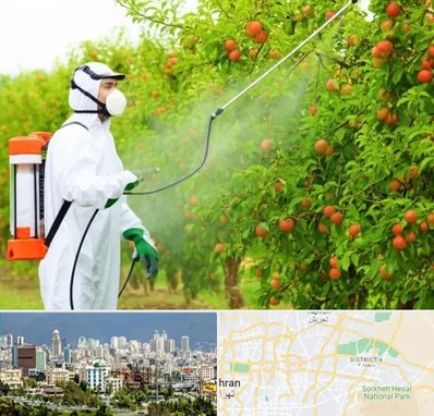 سمپاشی درختان در شرق تهران 