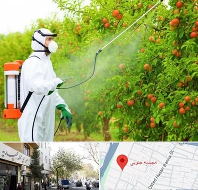 سمپاشی درختان در مجیدیه جنوبی