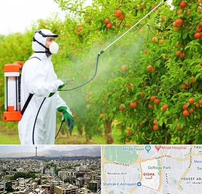 سمپاشی درختان در گیشا 