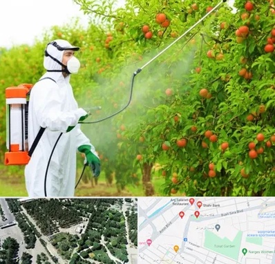 سمپاشی درختان در سالاریه قم 