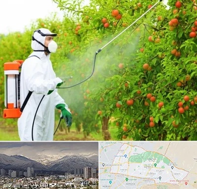 سمپاشی درختان در منطقه 4 تهران