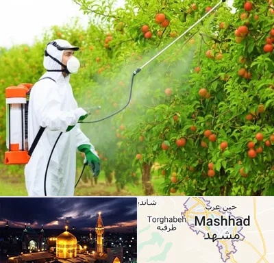 سمپاشی درختان در مشهد