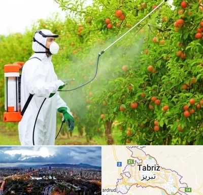 سمپاشی درختان در تبریز