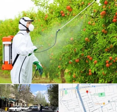 سمپاشی درختان در کوی فیروز تبریز 