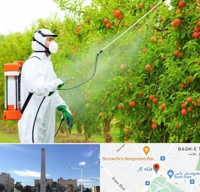 سمپاشی درختان در فلکه گاز شیراز 