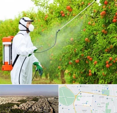 سمپاشی درختان در نازی آباد 