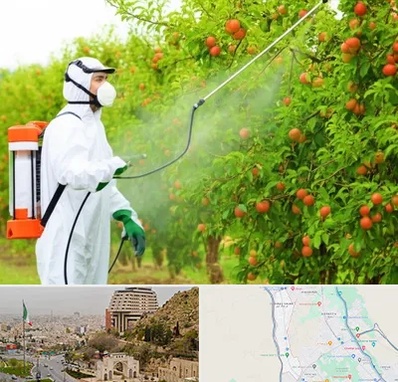 سمپاشی درختان در فرهنگ شهر شیراز 