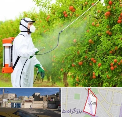 سمپاشی درختان در اتابک