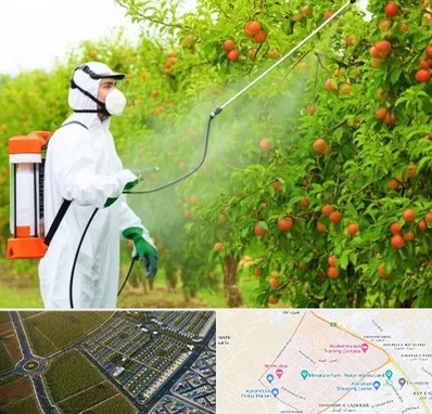 سمپاشی درختان در الهیه مشهد 