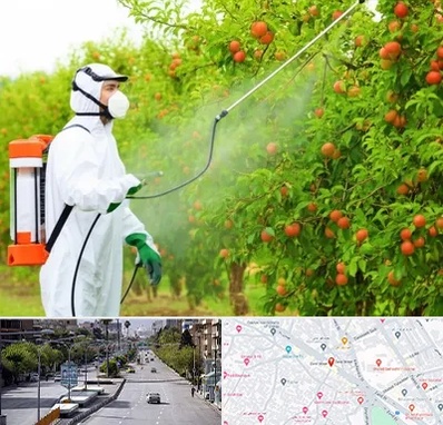 سمپاشی درختان در خیابان زند شیراز 