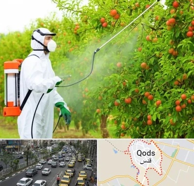 سمپاشی درختان در شهر قدس