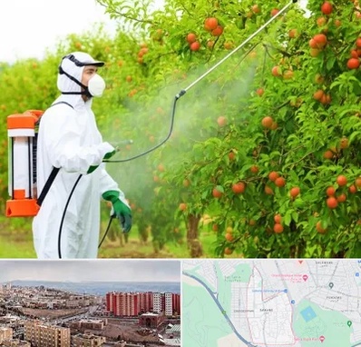 سمپاشی درختان در سهند تبریز 