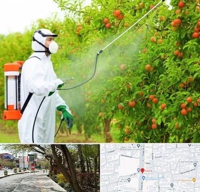 سمپاشی درختان در خیابان توحید اصفهان 