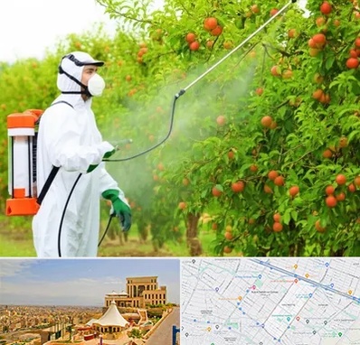 سمپاشی درختان در هاشمیه مشهد 