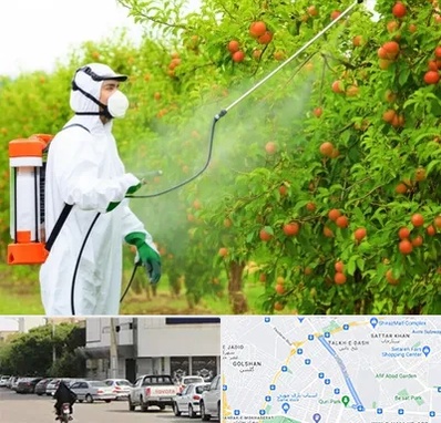 سمپاشی درختان در قدوسی شرقی شیراز 