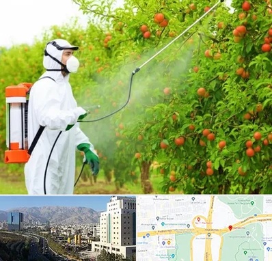 سمپاشی درختان در حقانی