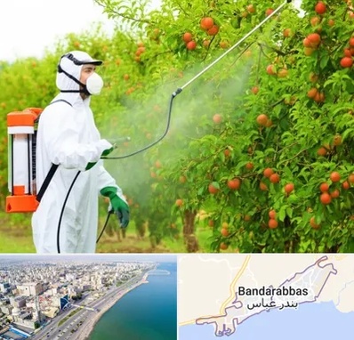 سمپاشی درختان در بندرعباس