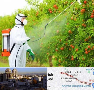 سمپاشی درختان در فرمانیه 