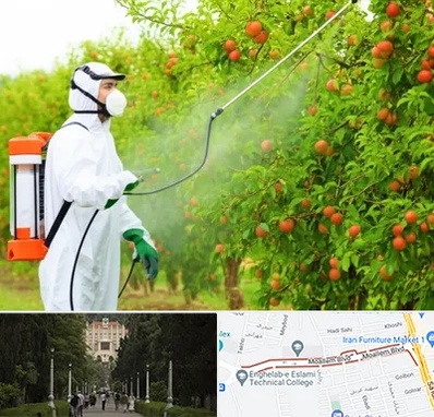 سمپاشی درختان در بلوار معلم رشت 